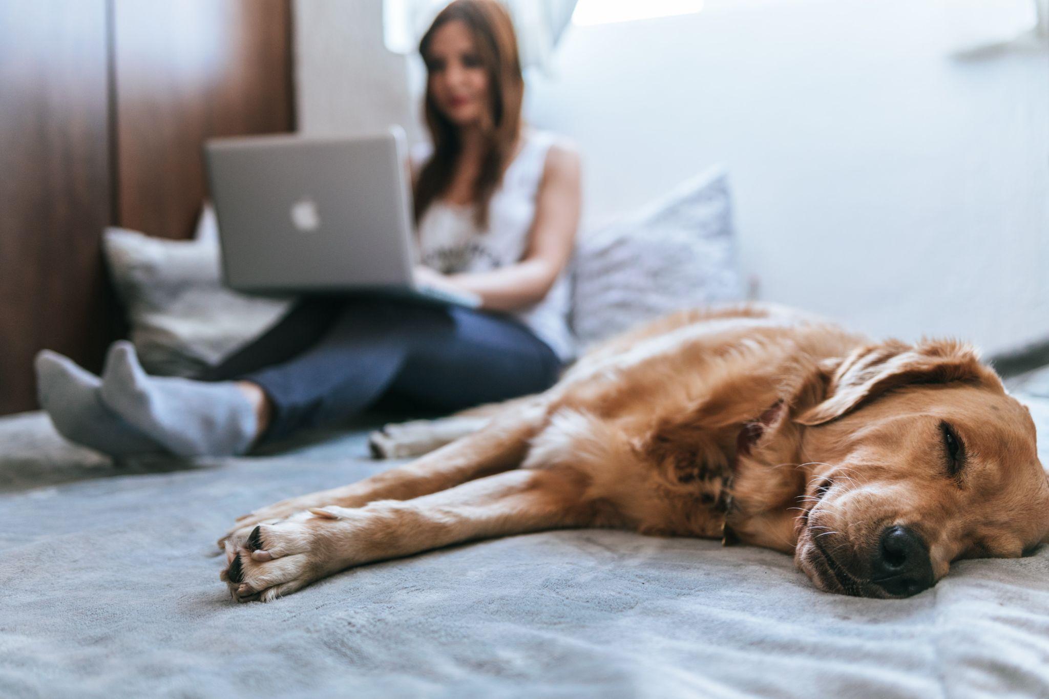 best guard dog for women