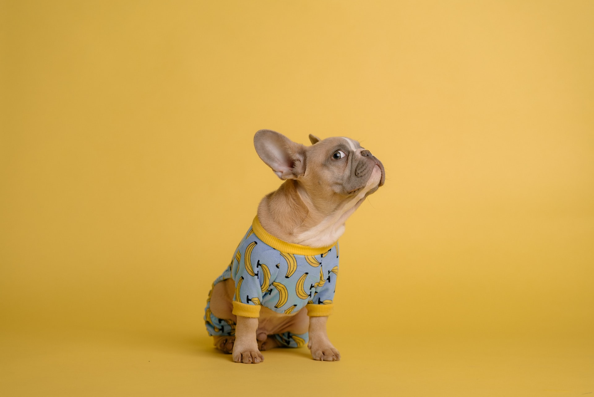 weirdest dog breed