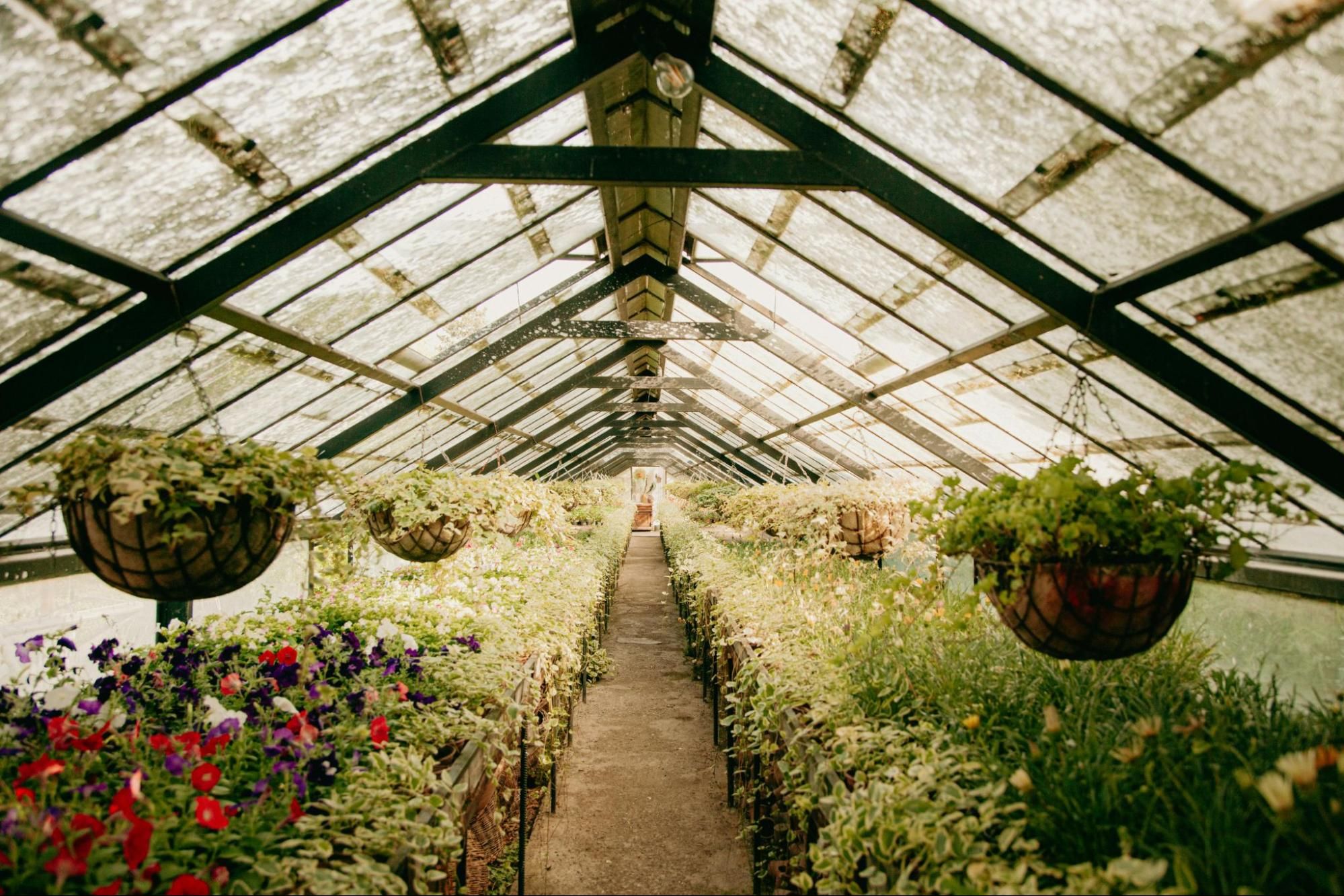 Jackie Sons, Owner, Native Wildflowers Nursery